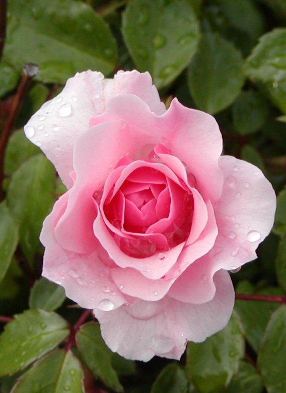 rain on roses 2